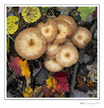 mushroom 1 copy.jpg